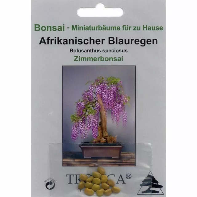 Bonsai - 15 Samen Bolusanthus africanus (speciosus), Afrikanischer Blauregen, 90