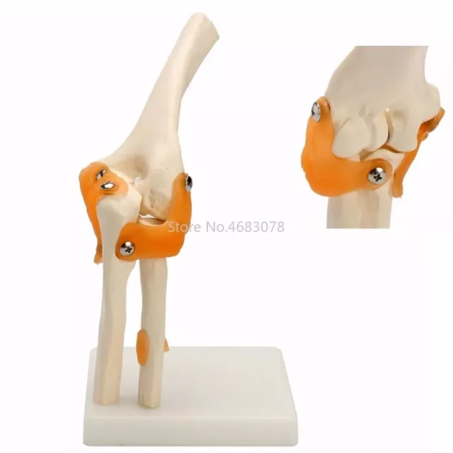Human Elbow Joint Model Anatomy Elbow Medical Orthopedics Teaching Supplies