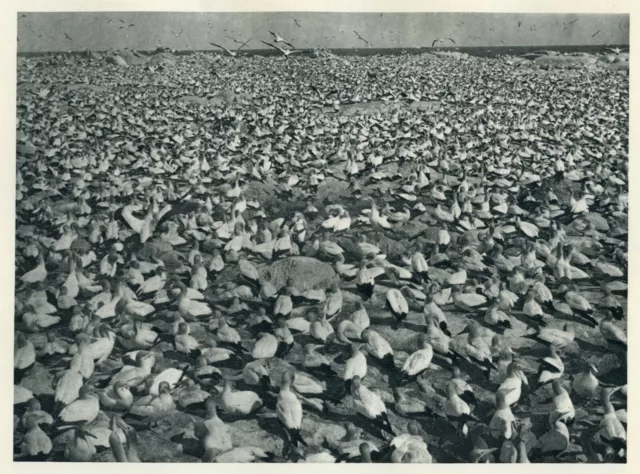 1930 photogravure - FLOCK OF CAPE GANNETS - African Sea Birds - vintage print