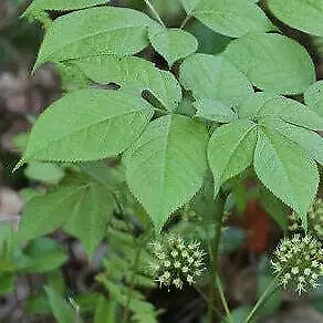 Wild Sarsaparilla Seeds (Aralia nudicaulis) - Wild Native - 50+ Seeds