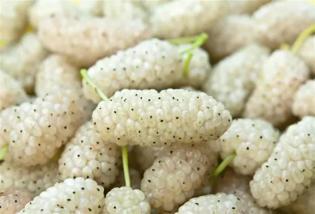 100 White Mulberry seeds (Morus alba) Mûrier blanc, Weiße Maulbeere, Moerbei