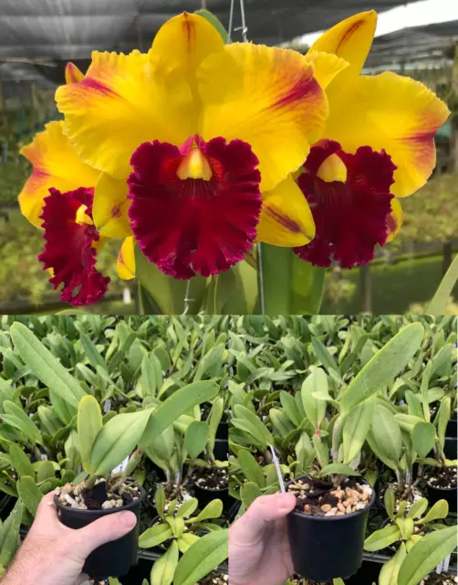 RON Cattleya Orchid Rlc. Yingluck Smile 'Red Line' Mericlone 100mm Pot Advanced