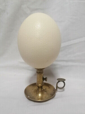 Cabinet de cusiosité Taxidermie Collection Oeuf autruche vide Ostrich egg!! 