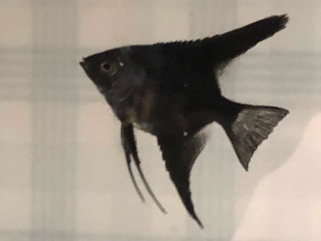 3 Black Angels  ( Dime Size)