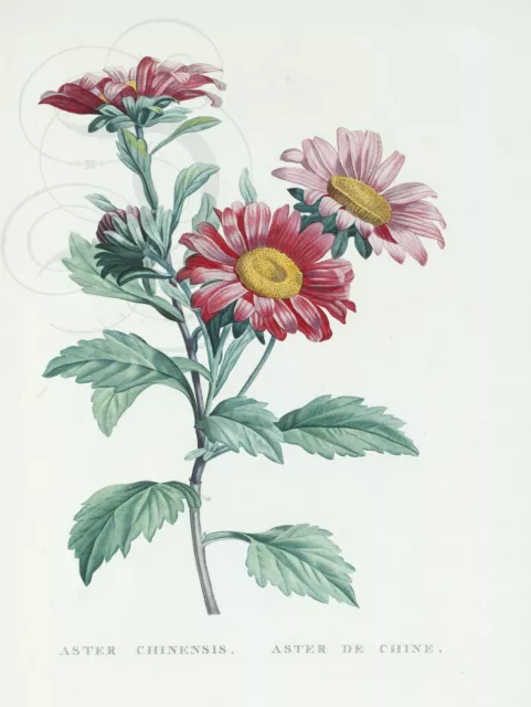 Plaque Alu Deco Litho Fleurs Aster Chinensis Aster De Chine Rousseau
