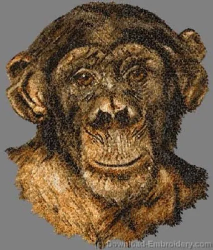 Embroidered Sweatshirt - Chimpanzee DLE5146