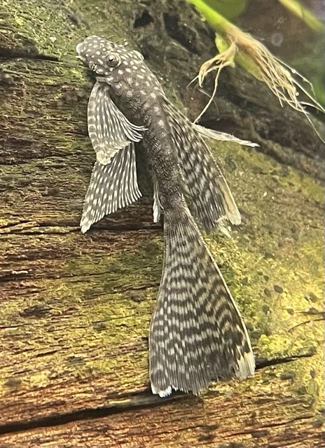 5 Longfin Brown Bristlenose Plecos .75-1.25”