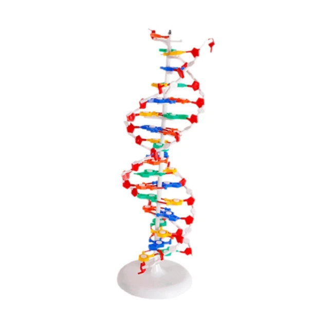 Helix Example DOUBLE HELIX MODEL Double HELIX Structure Models Kit Gifts Structure ...