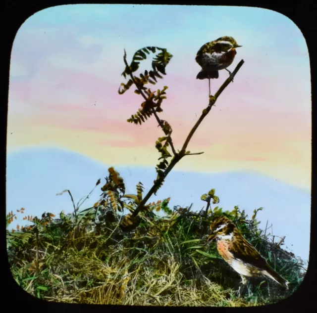 ANTIQUE Magic Lantern Slide WINDCHAT C1910 PHOTO BIRDS