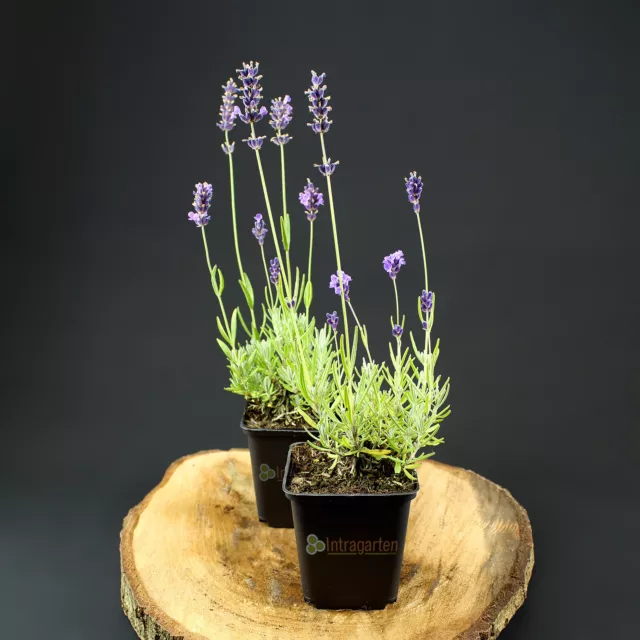 Lavendel immergrün, duftende Pflanze Lavandula angustifolia Munstead