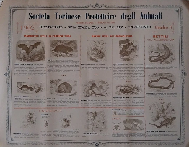 1902 SOCIETÀ TORINESE PROTETTRICE DEGLI ANIMALI manifesto illustrato fto cm68x54
