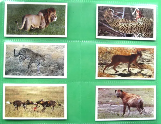 African Wildlife - Grandee - John Player - 1990 - Full Set (30) - Vg +