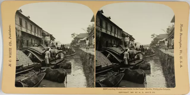 White, Philippines, Manila, stereo, Landing Horses on the canal, 1901 Vintage st