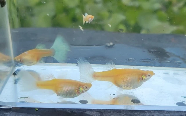 Albino blue tail Guppies fry pack 10 fry Albino blue tail Guppies fry pack 10 fry