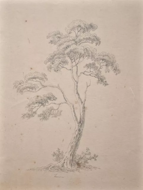 Carl August Richter Baum Baumstudie Tanne Dresden Bleistift Zeichnung um 1800