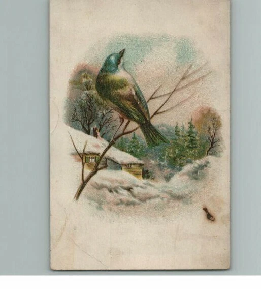 Woolson Spice Card Trade Co Coffee Lion Victorian Toledo Ohio Antique Bluebird