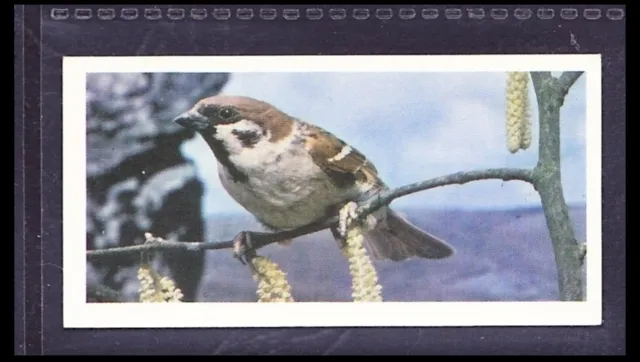 TREE SPARROW - 45 + year old English Tobacco Card # 17
