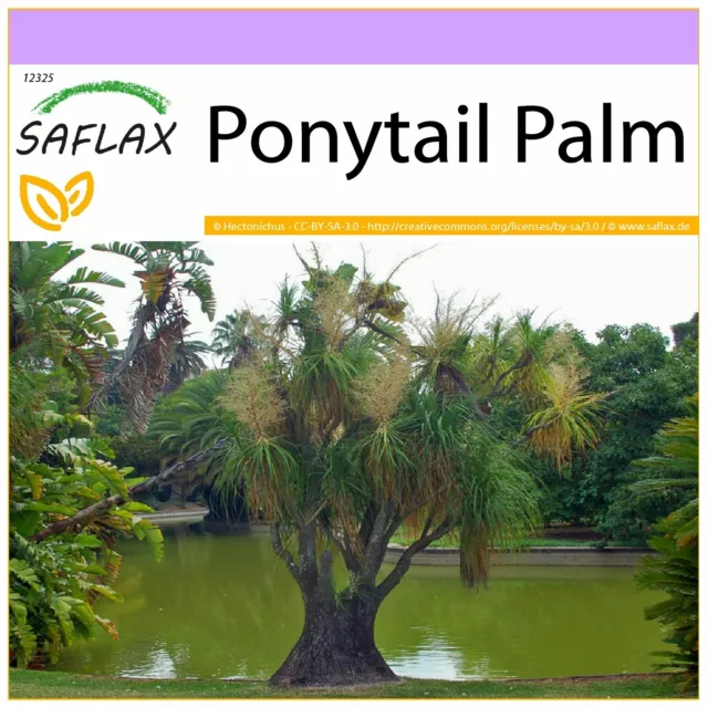 SAFLAX  - Ponytail Palm - 10 seeds - Beaucarnea