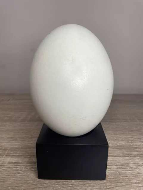 Ostrich / Emu Egg 5” Inches Tall For Painting / Crafting Display