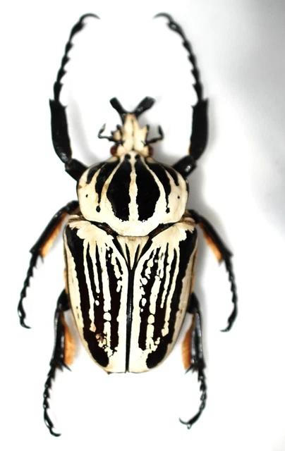 Goliathus orientalis !!  (male) from  zaire 90mm
