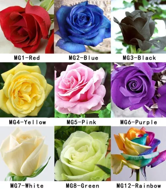 100 Rose Seeds Fresh Colorful China Rare Rose Seed Garden Flower