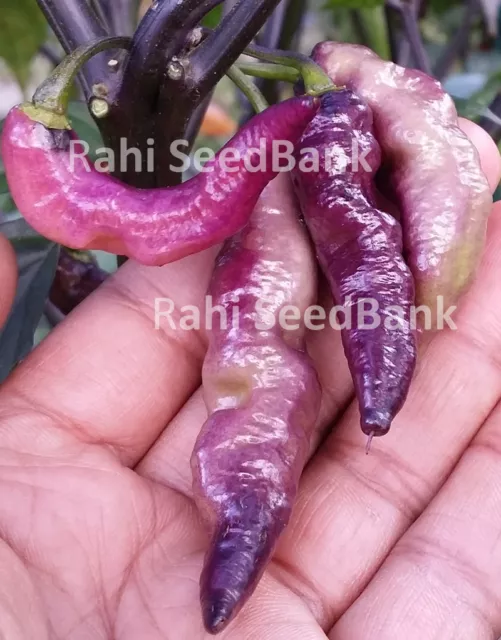 Pink Tiger Chilli - A Hot Cross Chilli Between Bhut Jolokia X Pimenta da Neyde