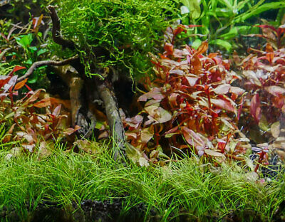 *BUY 2 GET 1 FREE* Dwarf Hair Grass Carpet Portion Easy Live Aquarium PlantS  ✅