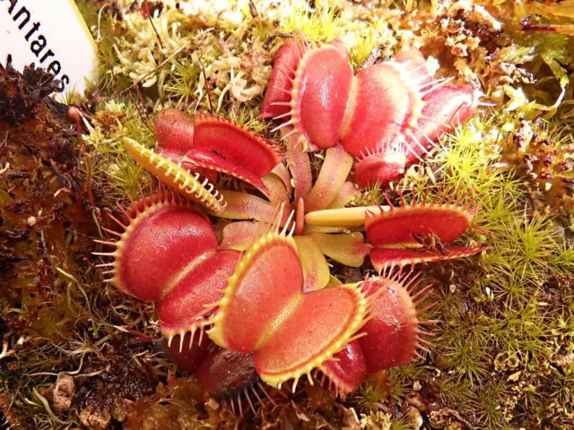 Dionaea muscipula "LB Antares"