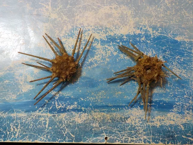 2 SEA URCHINS,  FROM DEEP WATERS ,  from GREECE