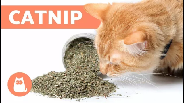 CATNIP BULK FRESH / 1oz - 20LB / 100% Premium Cats Treat