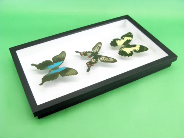 3 real beautiful and huge butterflies in the XXl showcase - single piece - 26 8