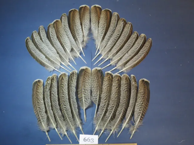 28 pcs  Turkey Wing Feathers, Fly tying,Arrow feathers ,Hybrid Turkey (663)