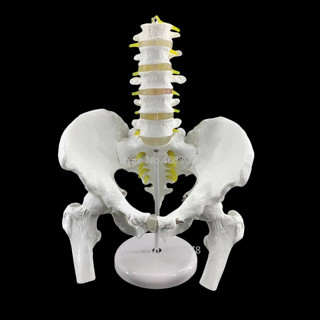 Human Pelvic with Five Lumbar Spine Skeleton Femoral Intervertebral Disc Model