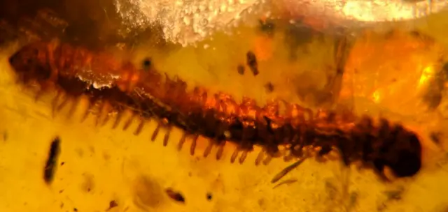 A101 BU1460 Polydesmid Millipede in Burmese Amber Burmite Myanmar 99mya