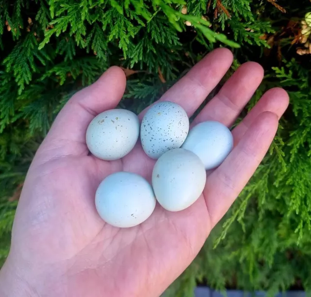 6 x Quail Hatching Eggs Celadon, Great Hatch Rate Blue Eggs