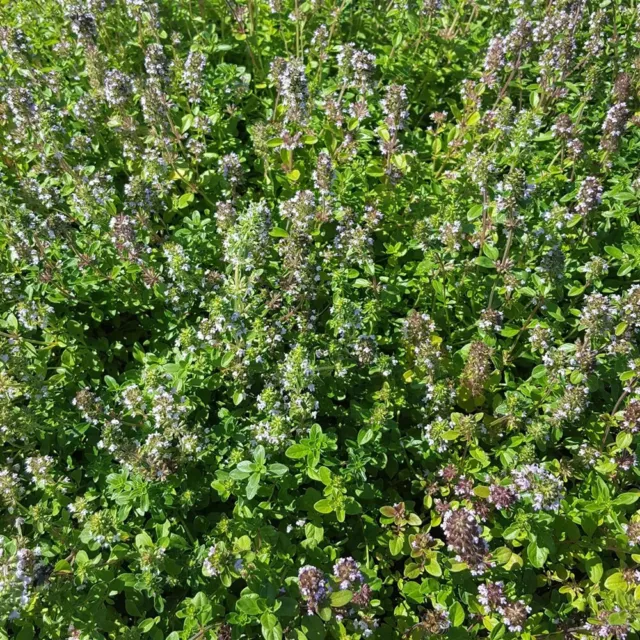 Thymus pulegioides - Feld-Thymian - 9cm Topf