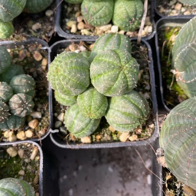 Euphorbia Obesa Hybrid Multi-Head Succulent Cactus Live Plant Cactaceae Rare Pot 3