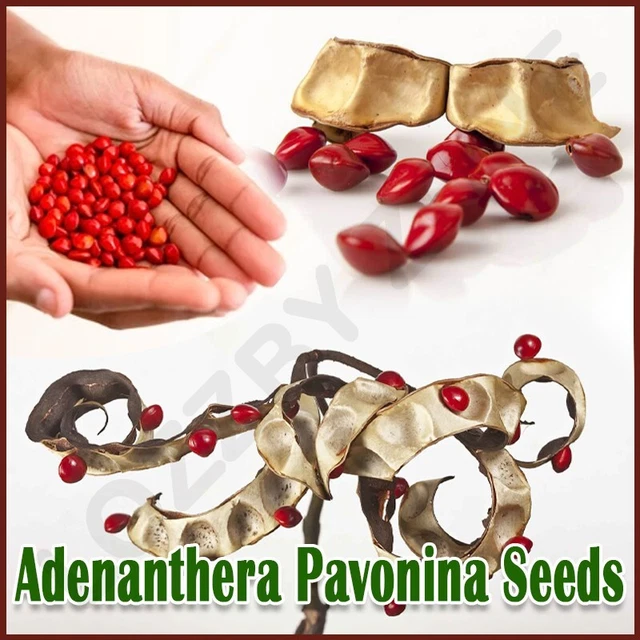 100 Lucky Adenanthera Pavonina Seeds Red Sandalwood Acacia Coral Bead Saga Wood