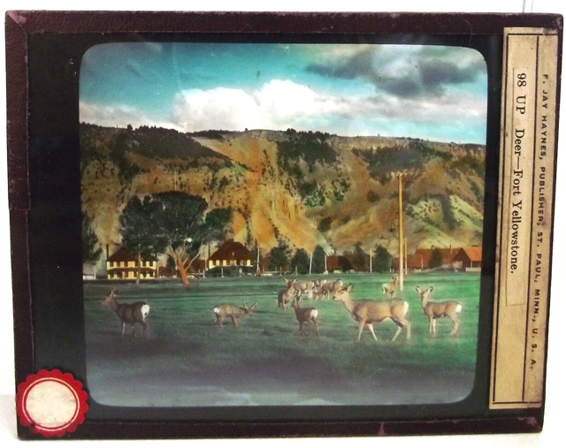 FRANK JAY HAYNES DEER FORT YELLOWSTONE NATL PARK Magic Lantern Glass slide PHOTO