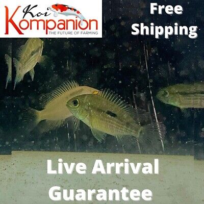 3/5/10/20X Green Terror Cichlid Freshwater Fish Koi Kompanion Free Shipping