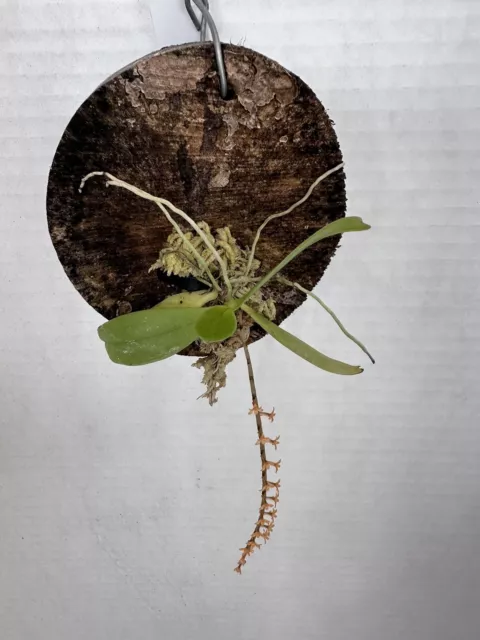 Chamaengis hariotiana. Miniature Orchid Species