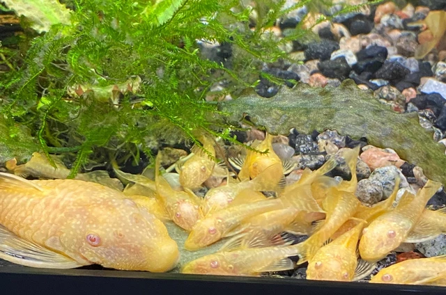 Albino Bristlenose Pleco Pink Eyes Algae Eater 1.5-2 Inch US Bred 3