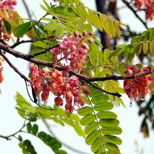 5 Graines de Cassia Grandis