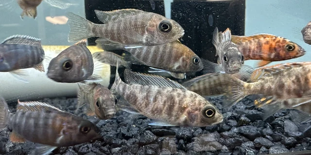 Assorted Peacock Cichlids 2” (10 Pack)-Live Freshwater Tropical Aquarium Fish