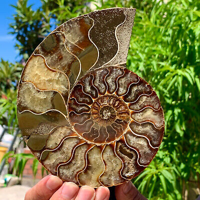 532G Rare! Natural Tentacle Ammonite FossilSpecimen Shell Healing Madagascar