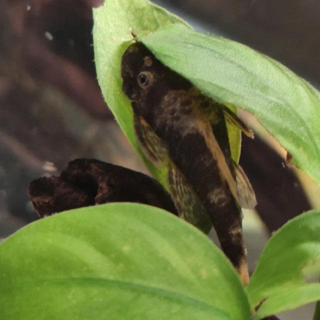 6 Pk Calico Bristlenose Plecos, (Ancistrus sp.) @ 1- 1.5" Quality Homebred fish