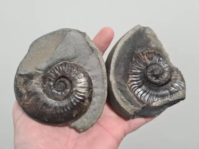 Genuine Whitby Yorkshire Jurassic Eleganticeras Ammonite Fossil