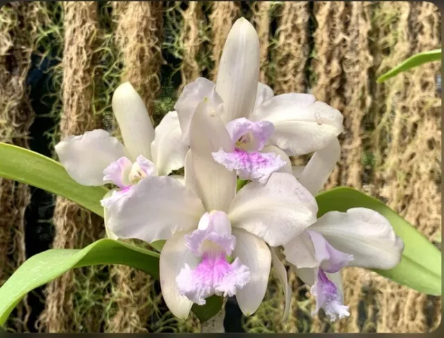 Cattleya amethystoglossa rosada X albescens Orchid Species Import 4” Pot