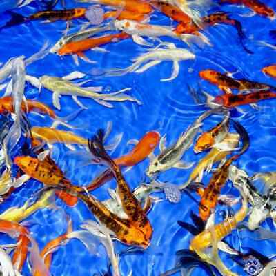 KOI FISH Live Fish Assorted Butterfly Fin *FREE Expedited Shipping*
