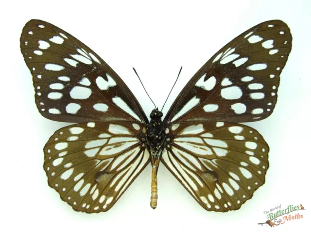 Tirumala Danaus Petiverana Mariposa Juego x1 Verso A1- Entomología Insecto
